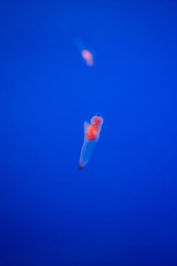 Çıplak denize kelebek veya deniz melek hokkaido, ja (genel clione)