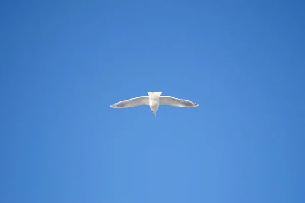 Seagull flying on blue sky — Stock Photo, Image