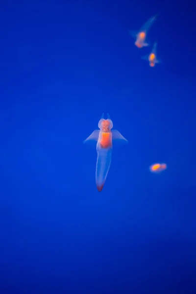 Naked Sea Butterfly or Sea Angel (Common Clione) in Hokkaido, Ja — стоковое фото