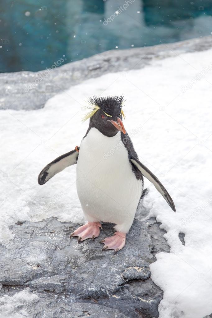 Rockhopper penguin standing on snow