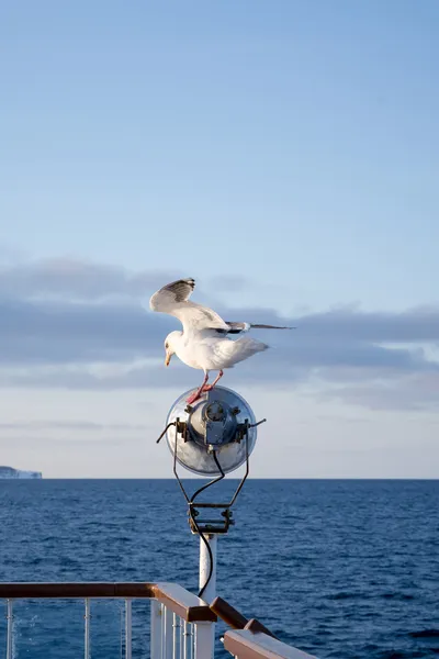 Nice seagull on ship's light pole — Stock Photo, Image