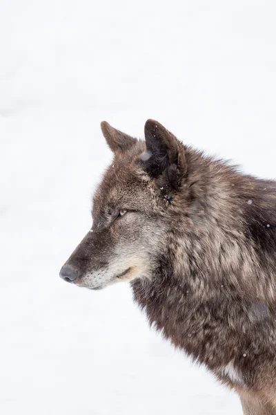 Faccia di grande lupo bruno — Foto Stock