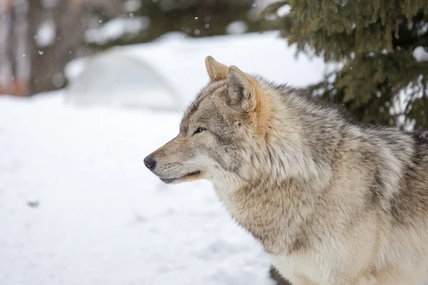 Γκρι λύκος (canis lupus) στέκεται προς τα αριστερά — Φωτογραφία Αρχείου