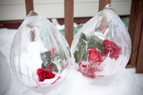 Zmrazené růže uvnitř ledu s viněta — Stock fotografie
