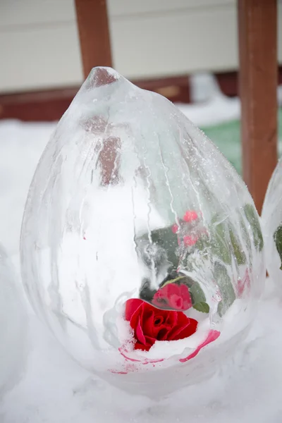 Una rosa congelada dentro del hielo —  Fotos de Stock