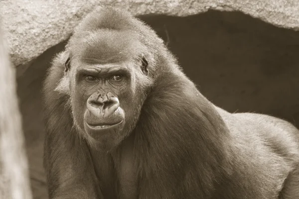 Gorila —  Fotos de Stock