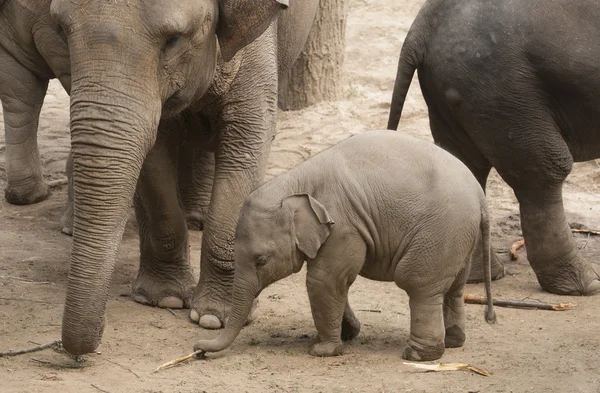 Piccolo elefante — Foto Stock