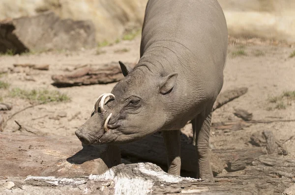 Babirusa — Fotografia de Stock