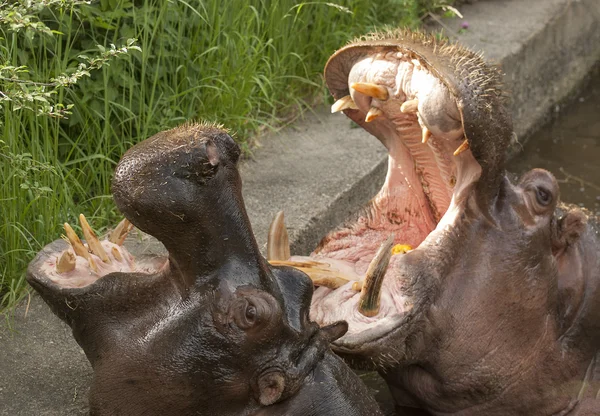 Hipopótamos — Foto de Stock