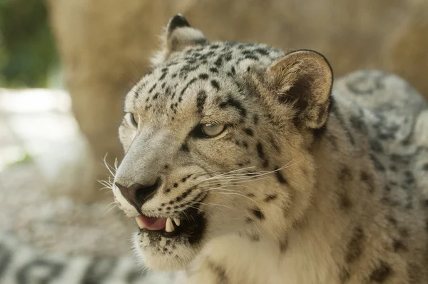 Kar Leoparı — Stok fotoğraf