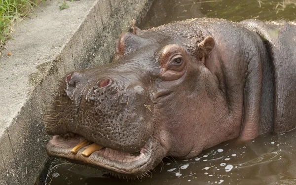 Nijlpaard — Stockfoto