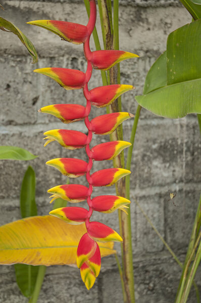 Дух Индонезии
