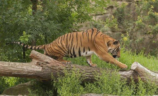 Tiger — Stockfoto