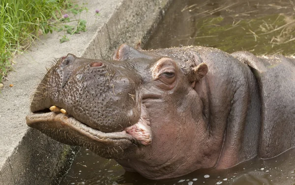 Nijlpaard — Stockfoto