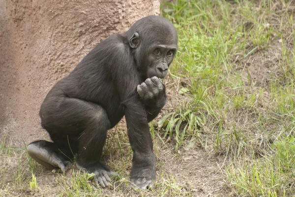 Gorilla — Foto Stock