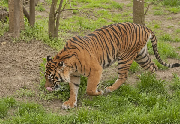 Tiger — Stockfoto