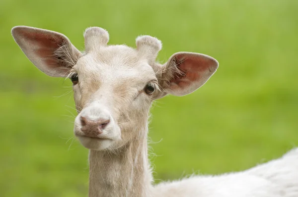 White fallow deer — Stock Photo, Image