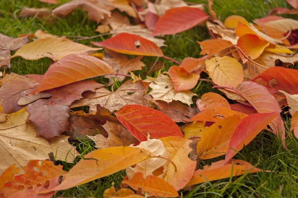 Autunnale — Foto Stock