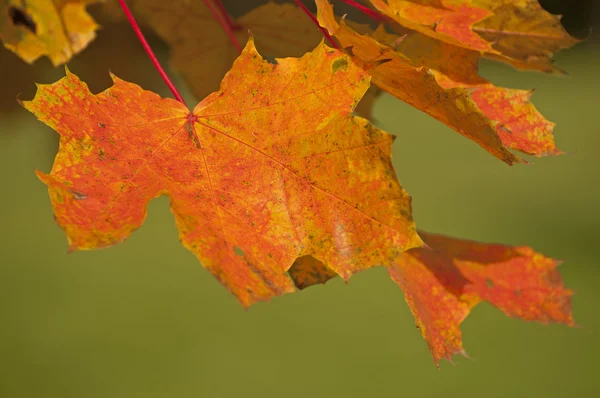 Autunnale — Foto Stock