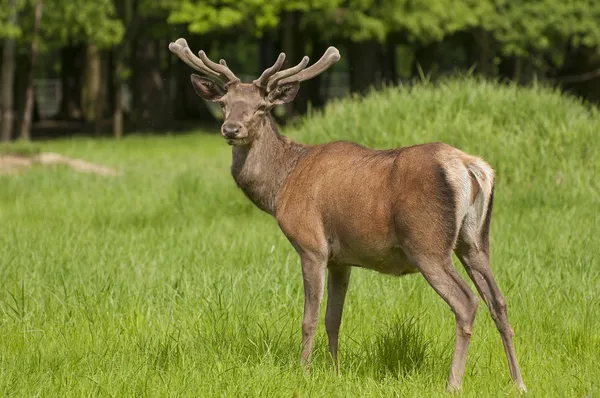 Forest mammals — Stock Photo, Image