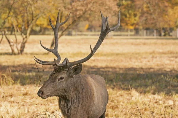 Forest mammals — Stock Photo, Image