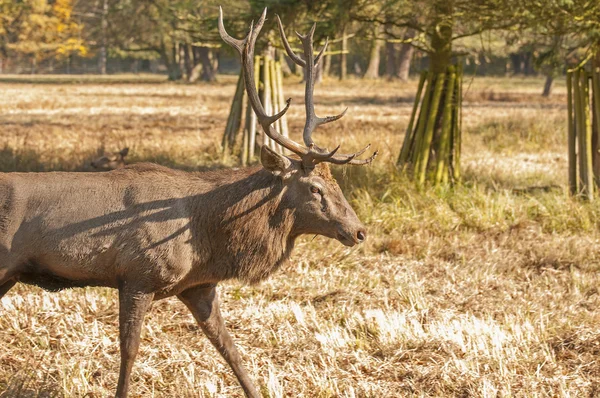 Forest mammals — Stock Photo, Image