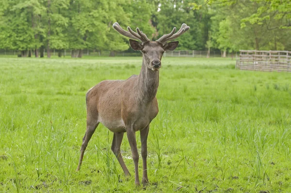 Forest mammals — Stock Photo, Image