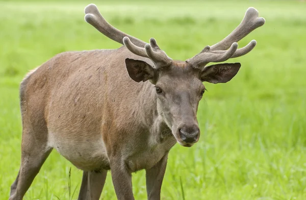 Forest mammals — Stock Photo, Image