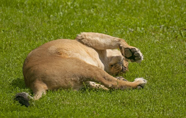 Lioness — Stock Photo, Image