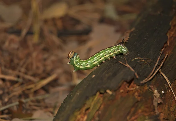 Caterpillar of pine hawk-moth — Stock Photo, Image