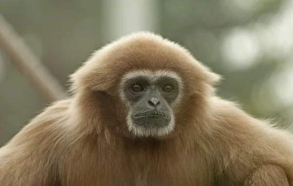 Gibbon LAR — Photo