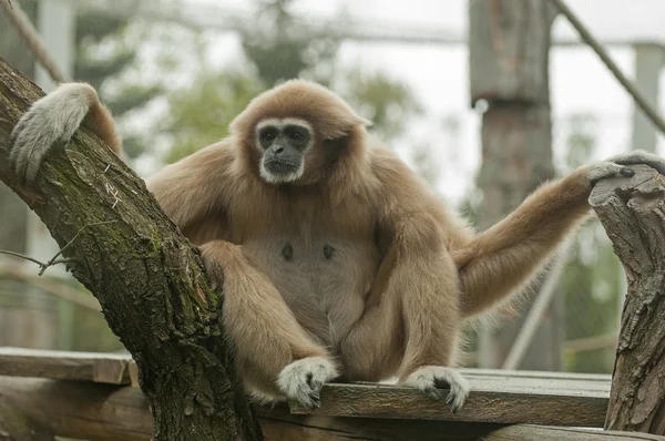 Gibbon lar —  Fotos de Stock