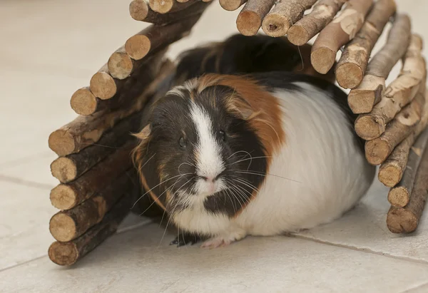 Guinea pig — Stock Photo, Image