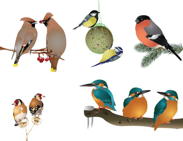 Kış kuşlar topluluğu