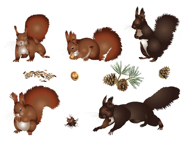 Squirrels — Stock Photo, Image