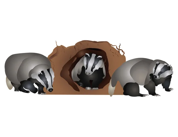 Badger — Stock Photo, Image