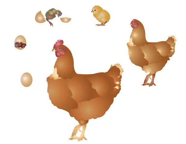 Life of hen — Stock Photo, Image