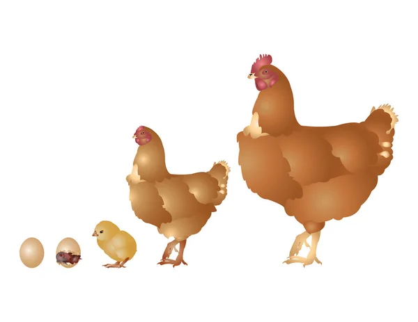 Hühnerleben — Stockfoto