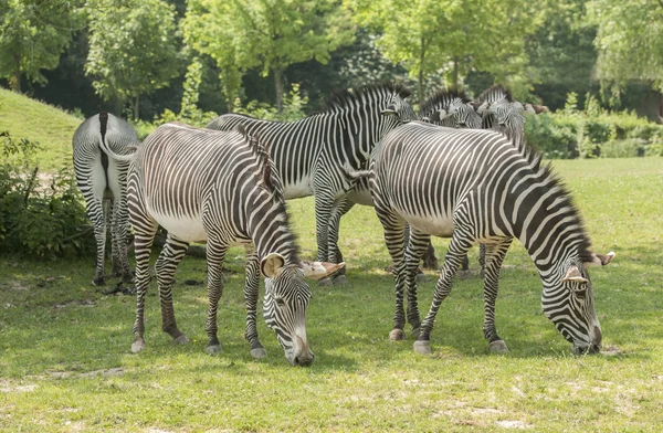 Grévy's zebra — ストック写真