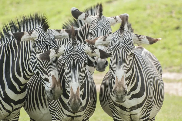 Zebra di Grévy — Foto Stock