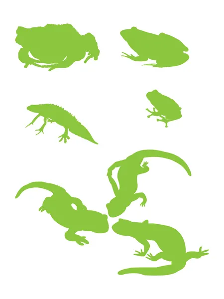 Amphibians — Stock Photo, Image
