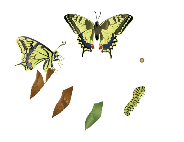 kelebeğin yaşam döngüsü