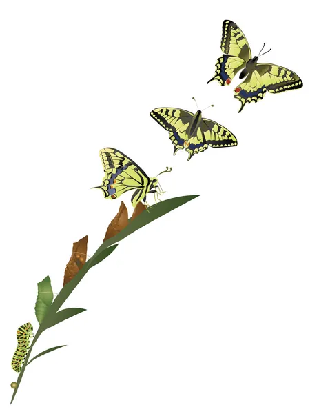 Life cycle of butterfly — Stock Photo, Image