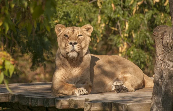 Lion asiatique — Photo