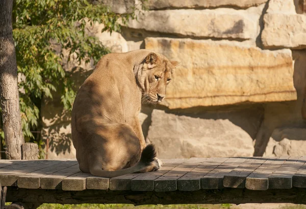 Asya aslanı — Stok fotoğraf