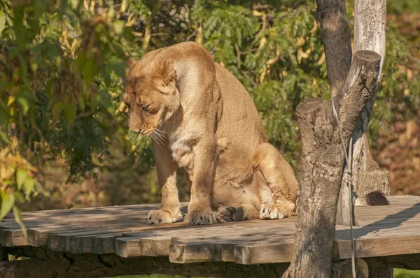 Asya aslanı — Stok fotoğraf