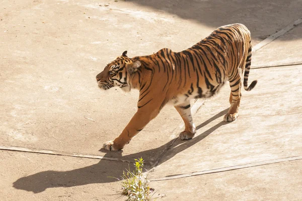 Tigre da Malásia — Fotografia de Stock