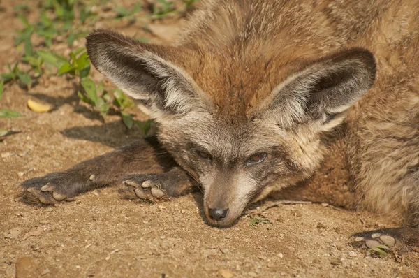 Bad-eared fox — Stock Photo, Image