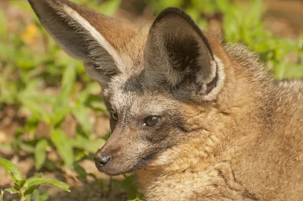 Slecht-eared fox — Stockfoto