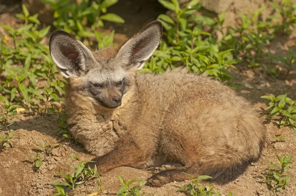 Renard aux mauvaises oreilles — Photo